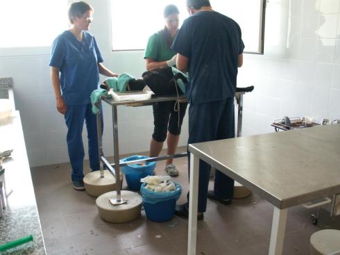 THE VETTEAM AT WORK